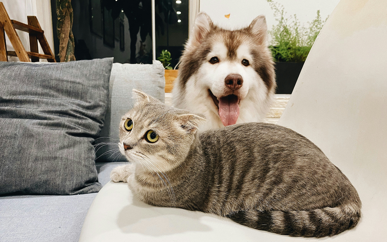 Guide 13: Pet Insurance Explained: What Is and Isn't Usually Covered?